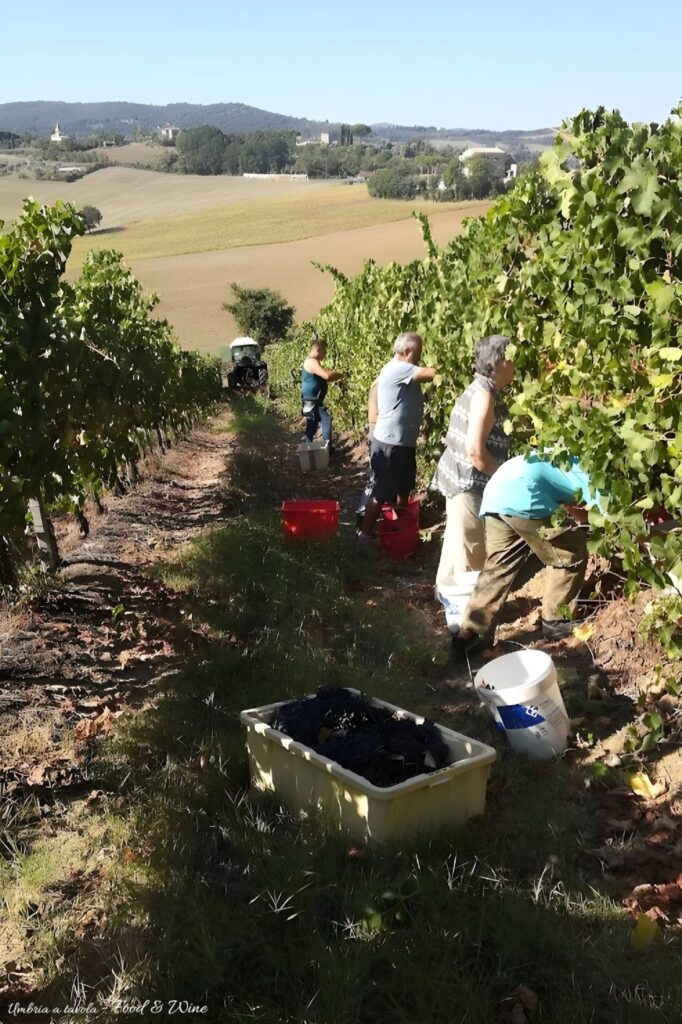Vendemmia a mano
