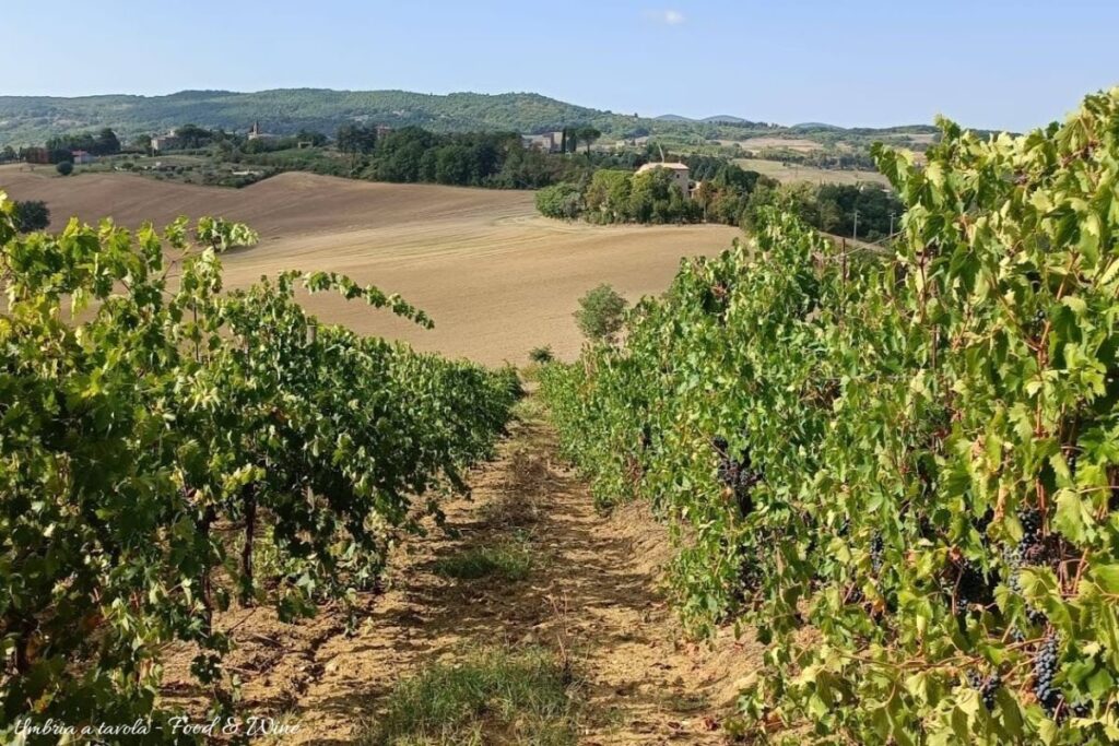 Panorama - la vigna
