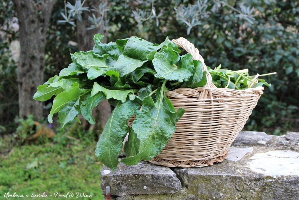 cestino di beta vulgaris